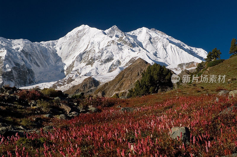 7788,巴基斯坦喀喇昆仑。Rakaposhi