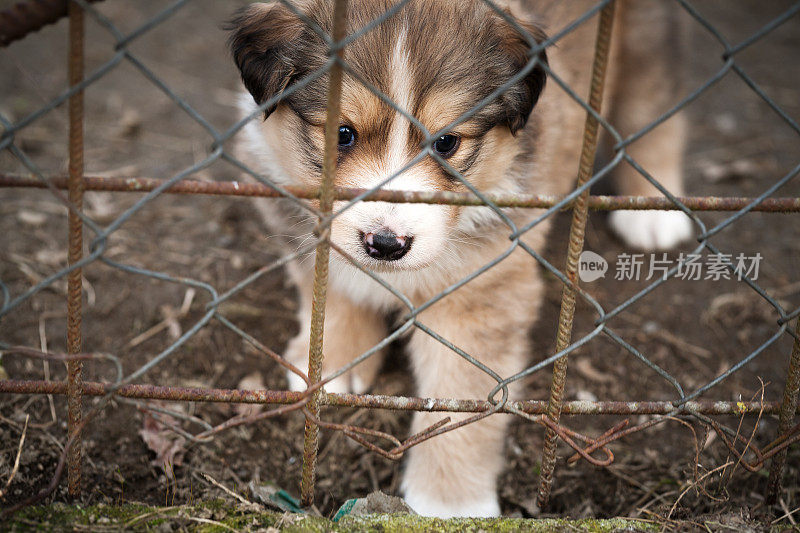 狗，小狗，笼子，犬舍