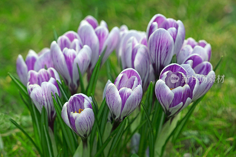 藏红花在春天盛开