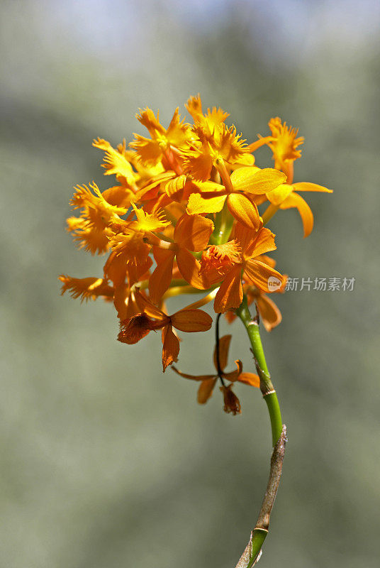 Epidendrum兰花