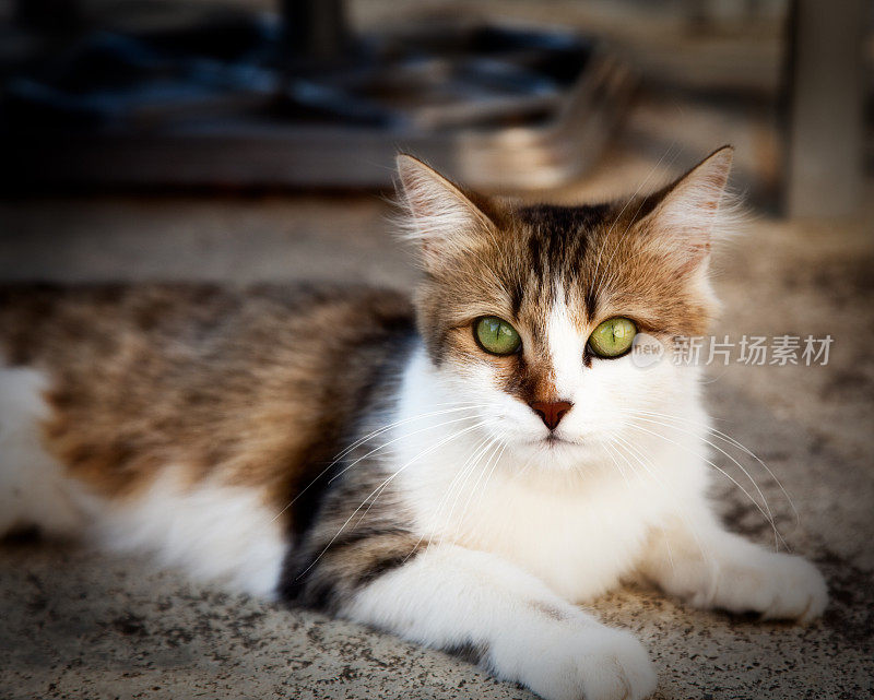 流浪的小猫