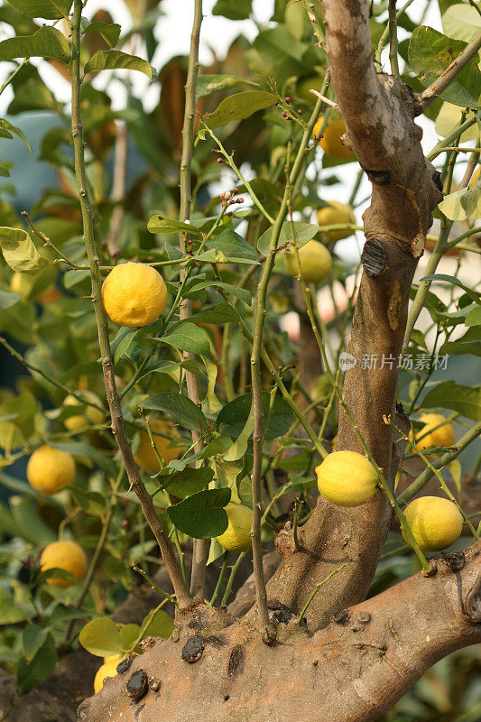 老柠檬树，成熟的果实
