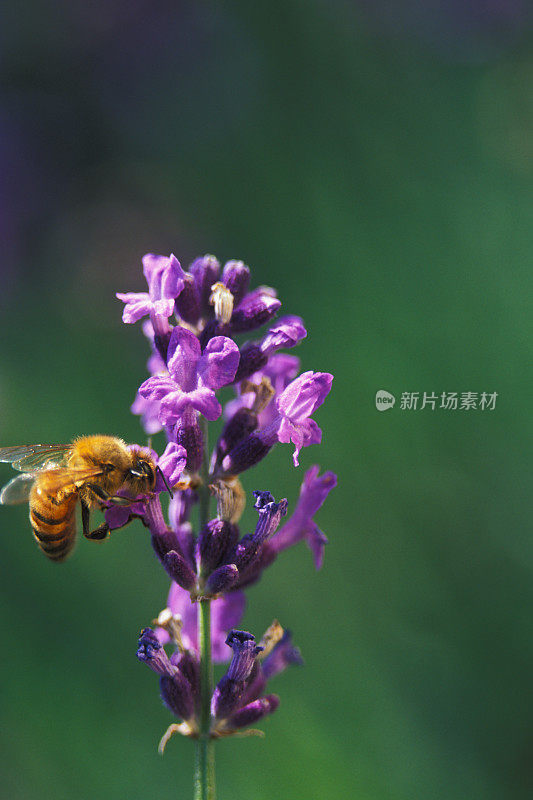 会飞的蜜蜂