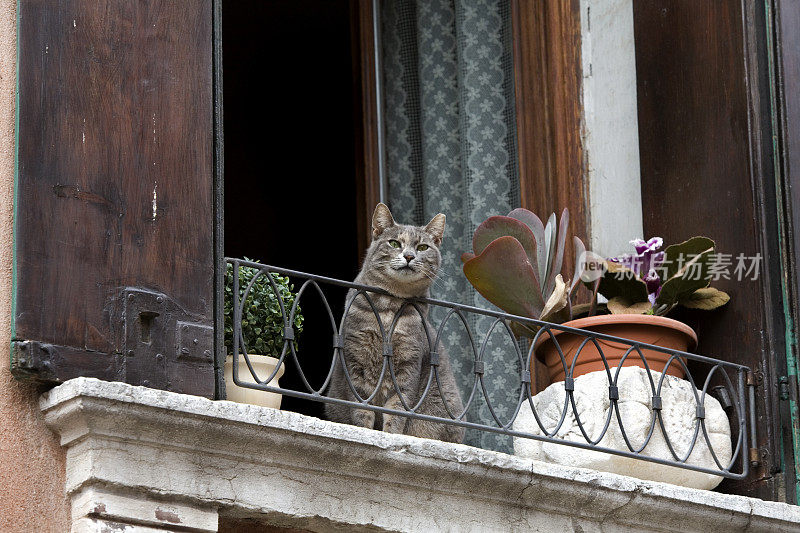 意大利威尼斯之窗的猫