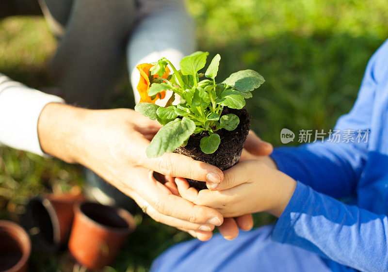 家庭种花