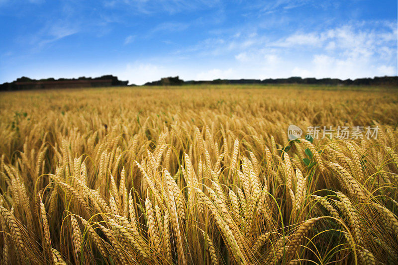 蓝天下成熟的小麦