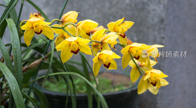 香港后花园中的黄色兰花