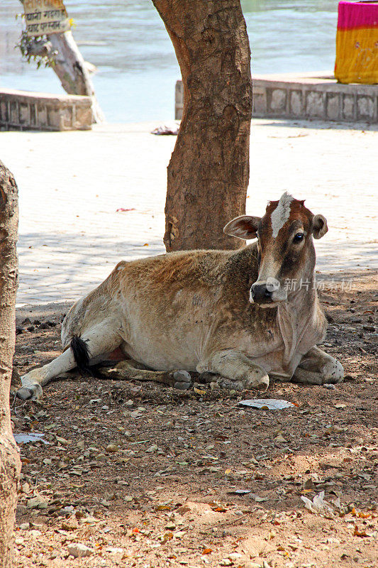 印度:奥恰的奶牛
