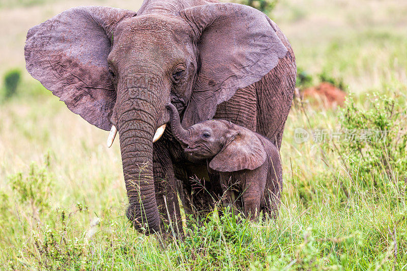 非洲象和婴儿:爱-耳朵打开