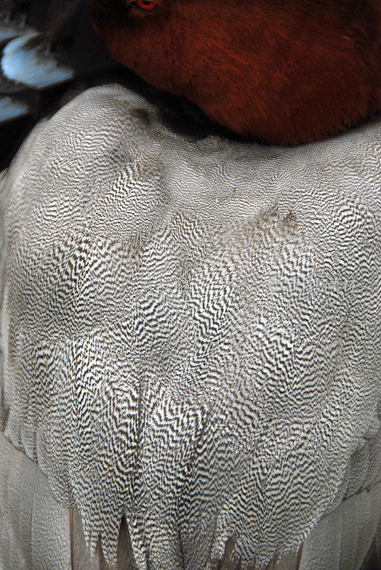 一种雄性红发鸭的背部羽毛。
