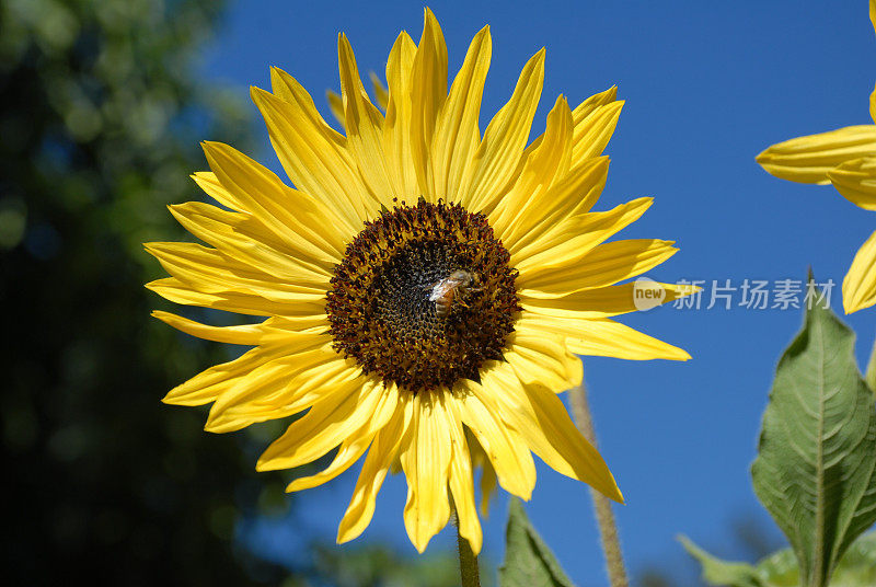 明亮的向日葵与蜜蜂采集花粉