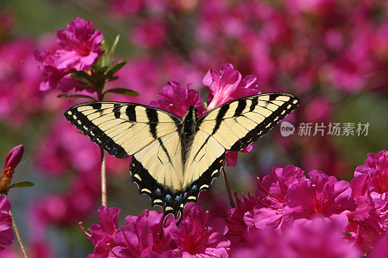 蝴蝶在杜鹃花