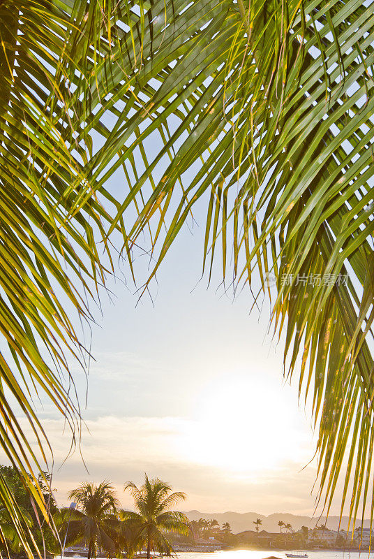 棕榈树与日出