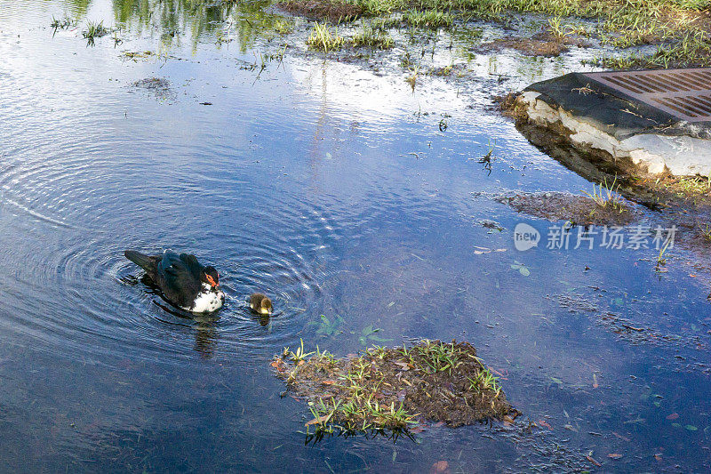 鸭子和宝宝在水坑里漂浮