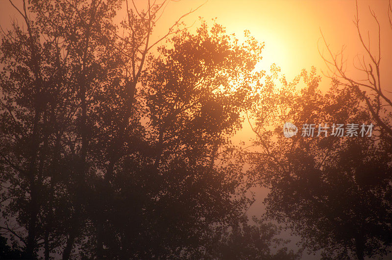 夏日清晨的薄雾笼罩着田野和灌木丛，太阳正在升起