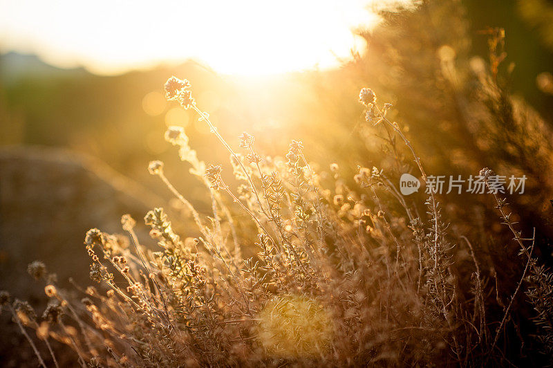 日出时草地上的野花