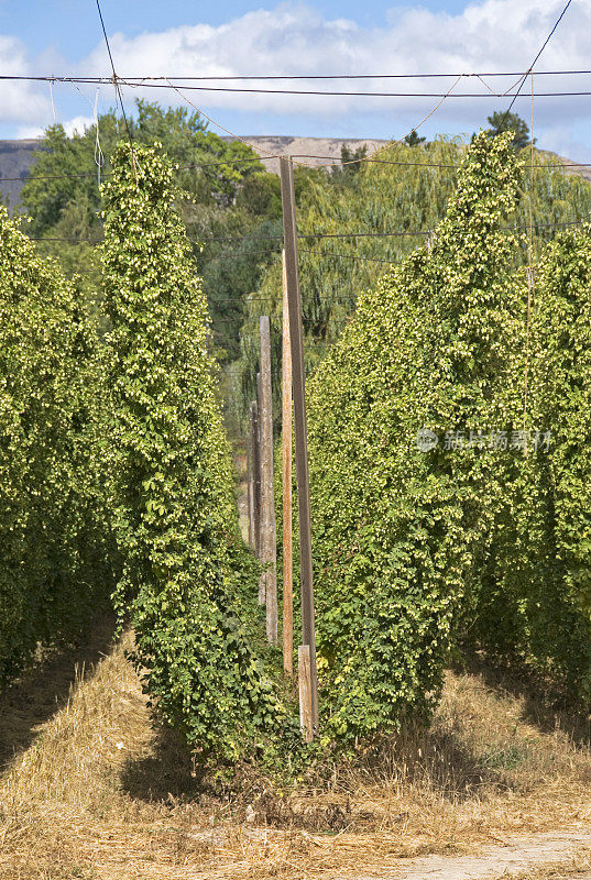 啤酒花的球果准备收割