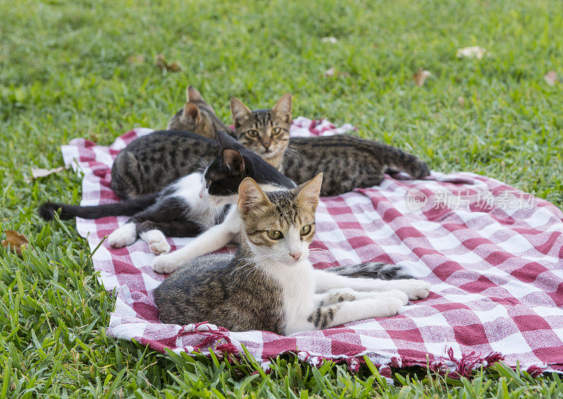 野餐中的小猫