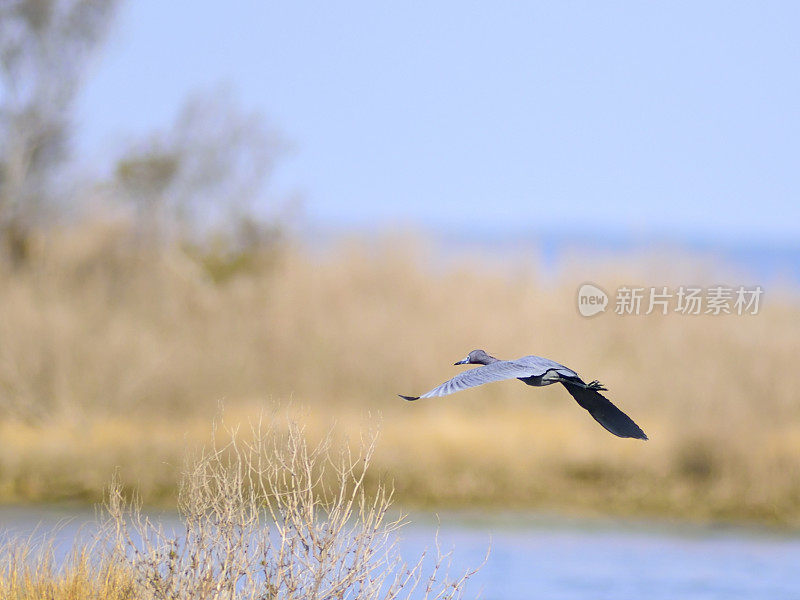 小蓝鹭滑翔