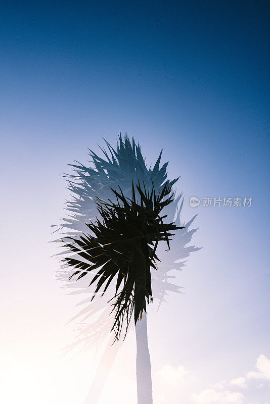 康沃尔棕榈树双重曝光与晴朗的天空