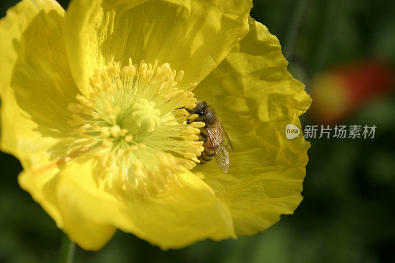 蜜蜂在黄色罂粟上采集花粉