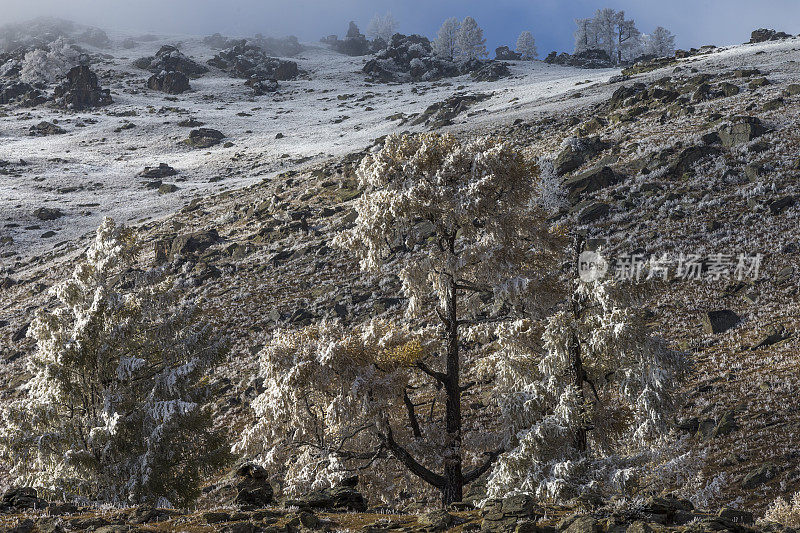 白雪覆盖了中国新疆喀纳斯湖附近的树木