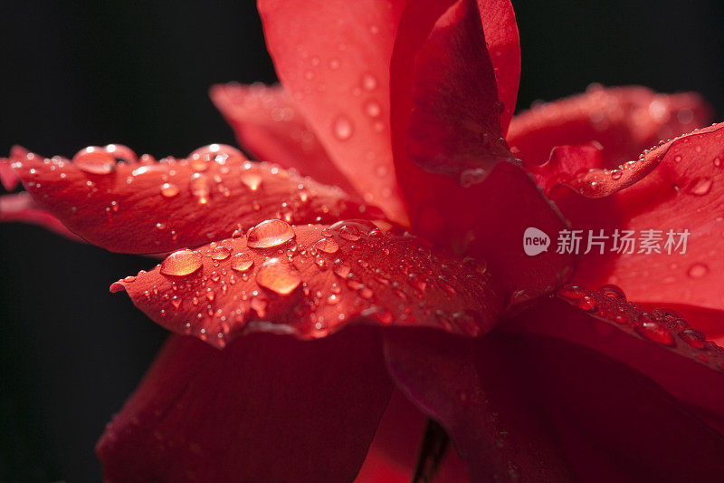 雨后带露珠的红玫瑰