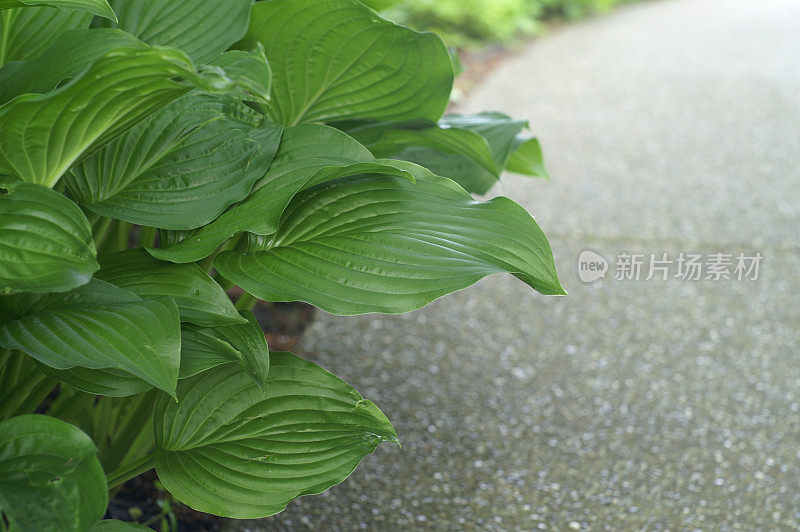 玉簪属草本植物和人行道