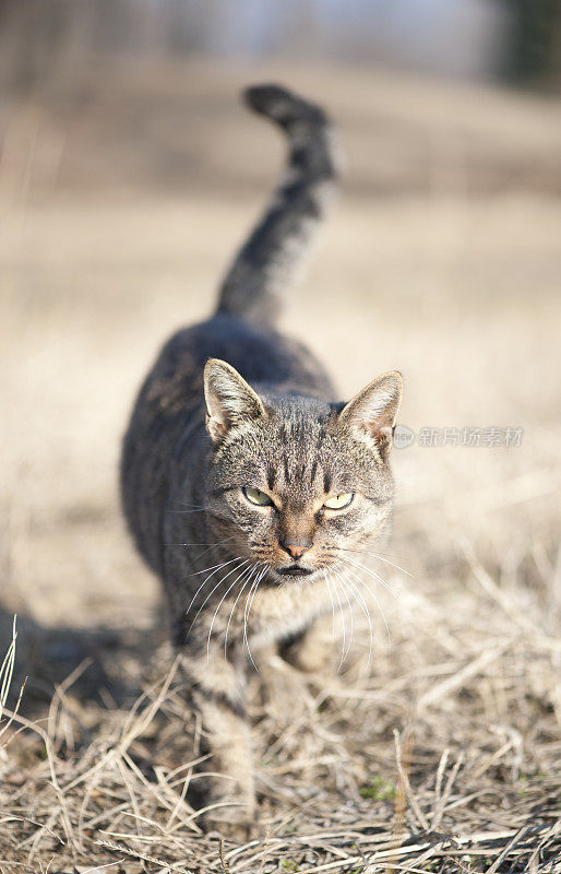 阳光明媚的早晨，猫朝你走来