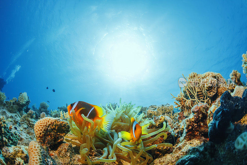 海葵小丑鱼水下海洋生物水肺潜水员的观点