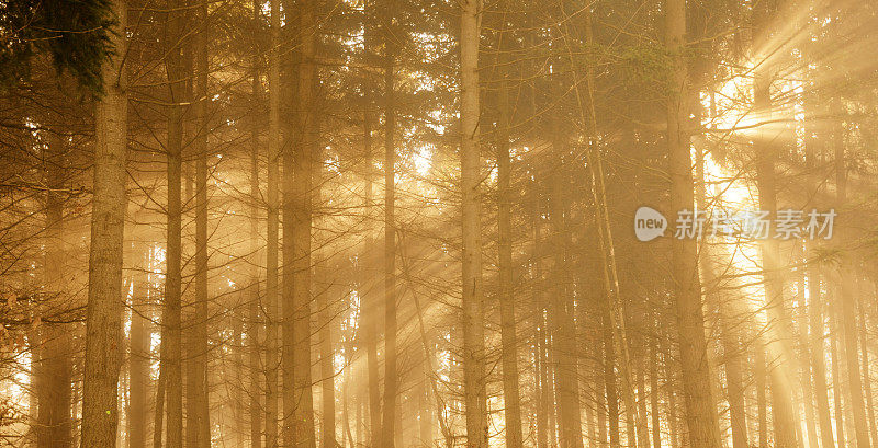 雾天，阳光透过云杉林照射
