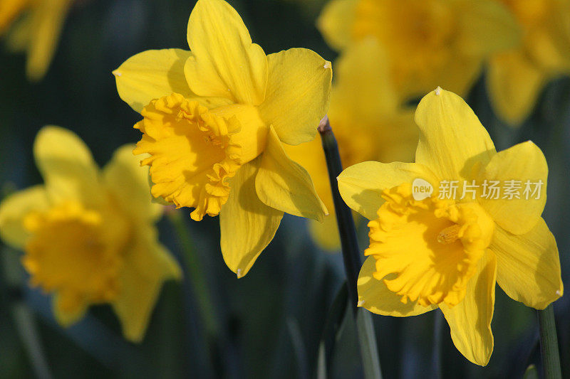 春季花园中大量的黄色水仙(水仙花)