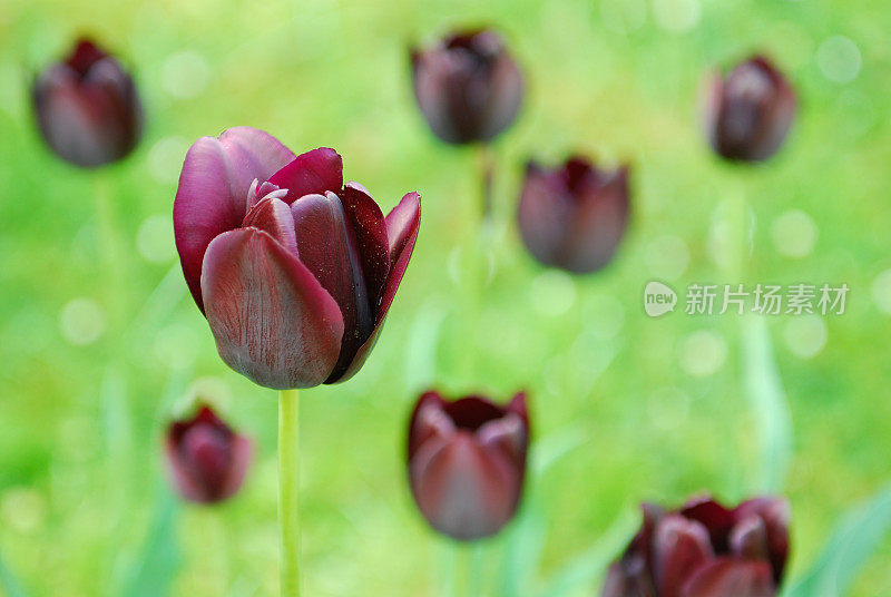 花园里黑色郁金香的特写