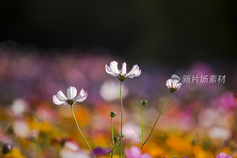 花朵在阳光下