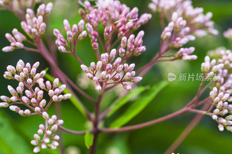 乔·派伊花园里的杂草