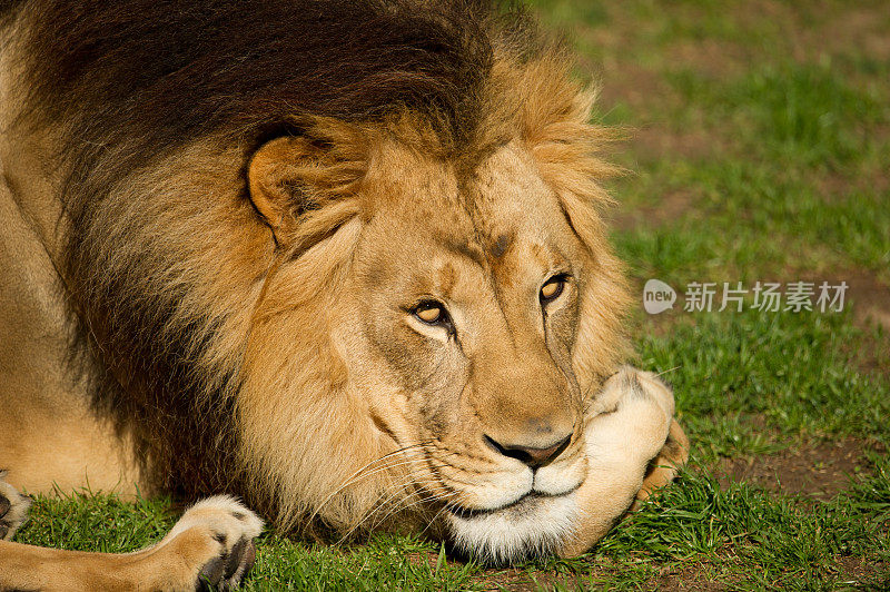卧在草地上的非洲雄狮