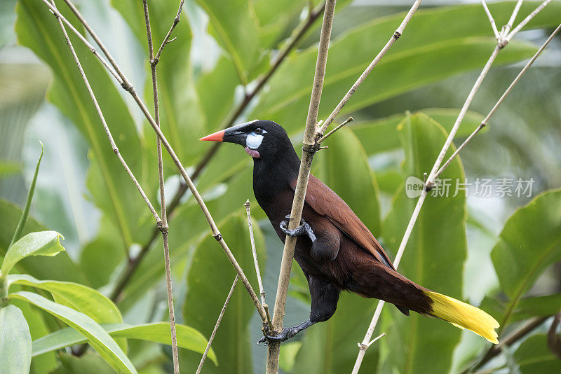 蒙特祖玛oropendola