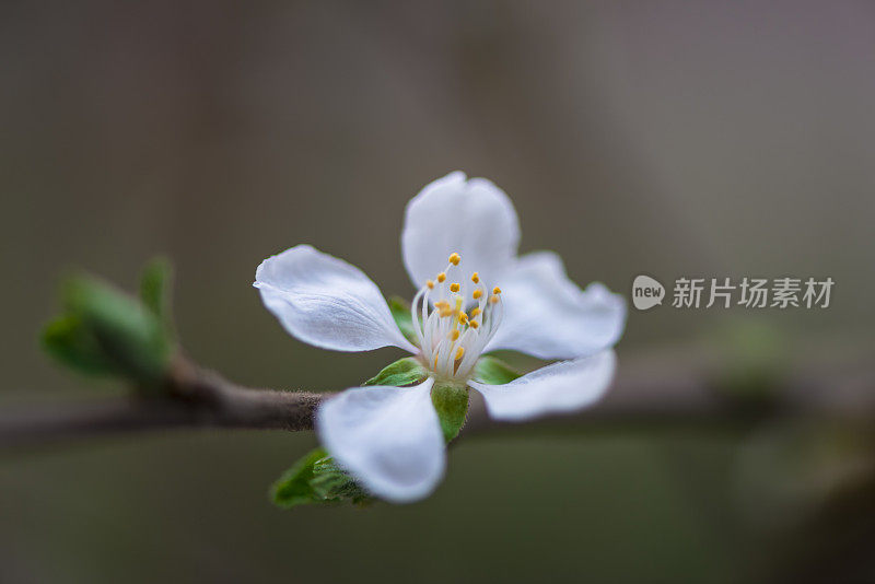 草地上的花