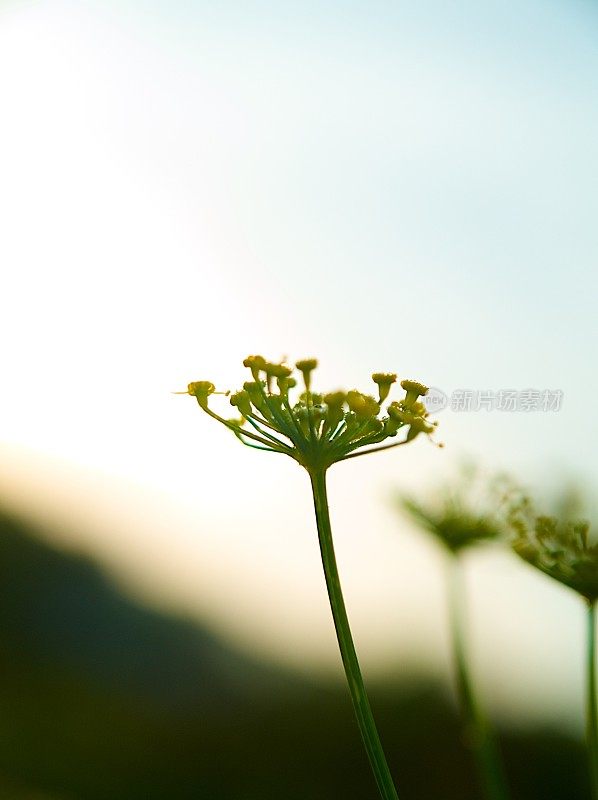 精致的花朵