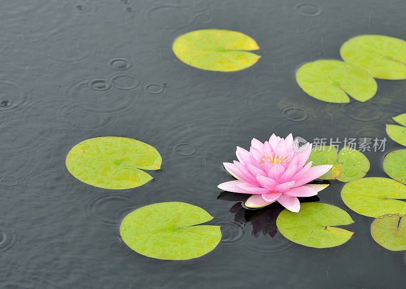 睡莲与雨