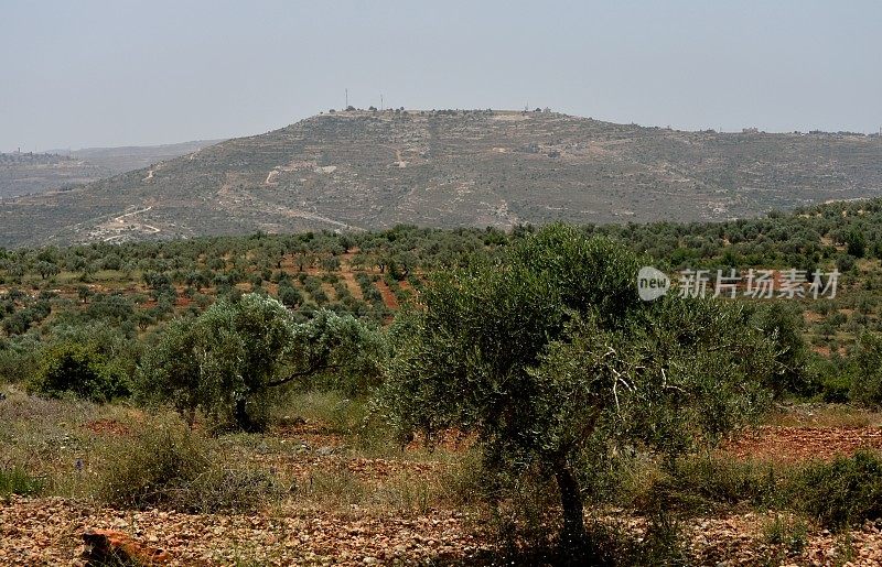 阿里尔附近的巴勒斯坦橄榄树种植园