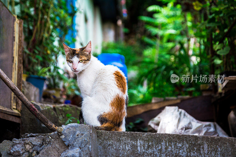 野猫在前院看室外的摄像机