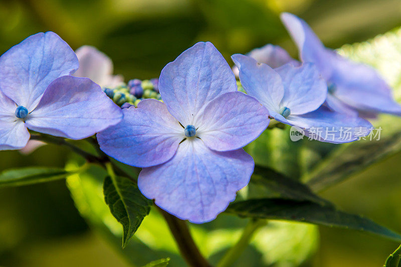 あじさいの花