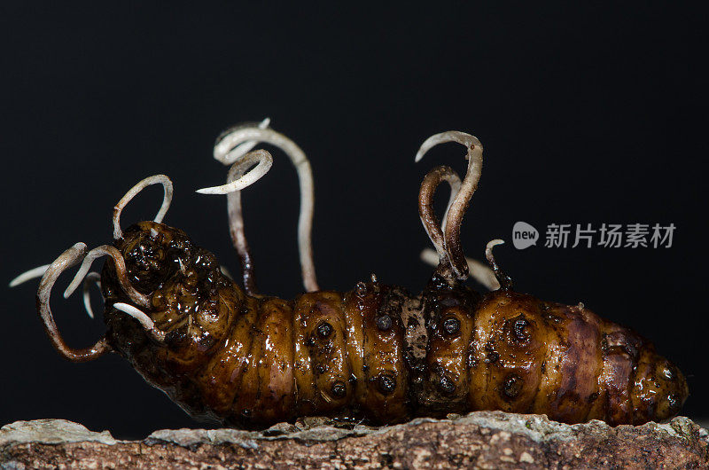 由长角甲虫幼虫生长的真菌