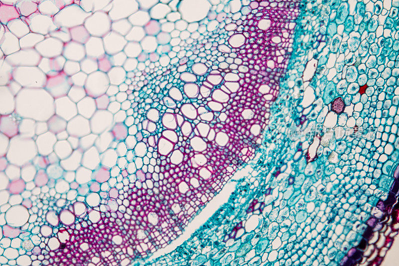 课堂教学显微镜下的植物茎横截面。