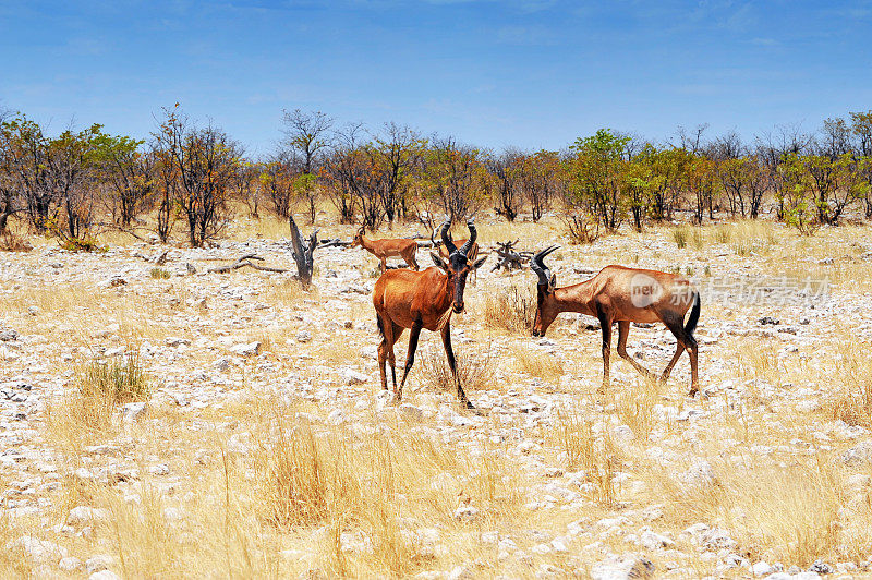 纳米比亚埃托沙国家公园里的一小群tesssebe羚羊