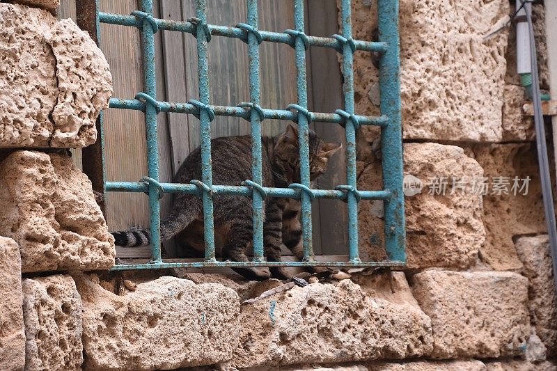 两只猫隔着栅栏互相望着