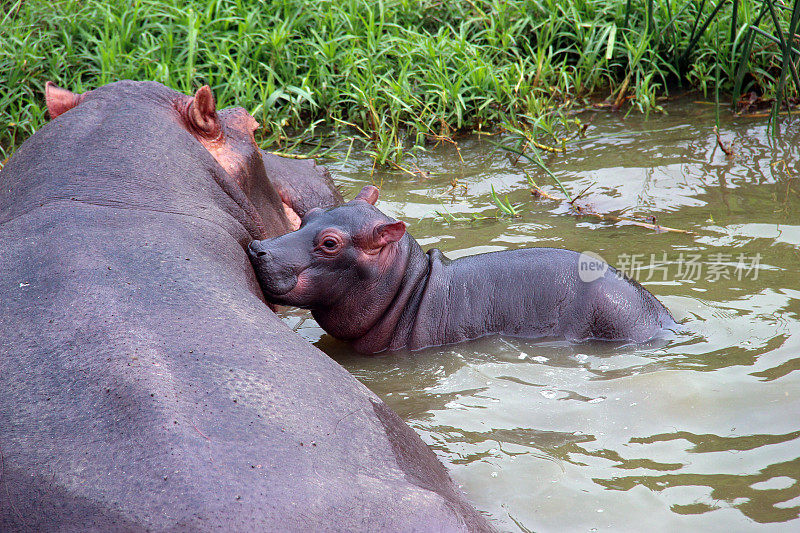 乌干达:河马妈妈和河马宝宝