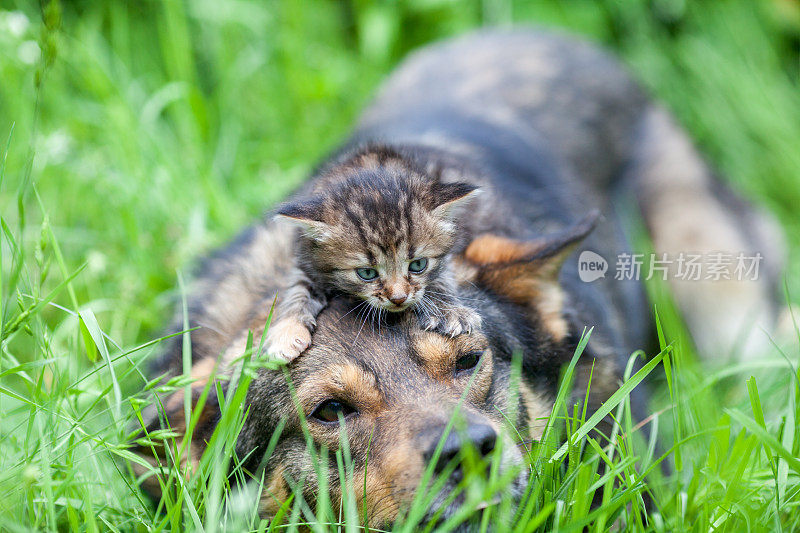 小猫躺在一只狗的头上。夏日花园的草地上躺着一只狗