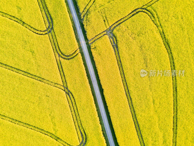 无人机鸟瞰图黄色油菜籽田与道路和轨道
